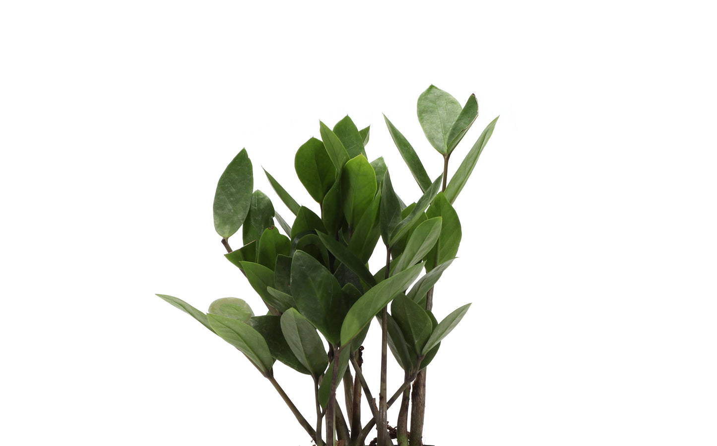 ZZ Plant - Live Plant