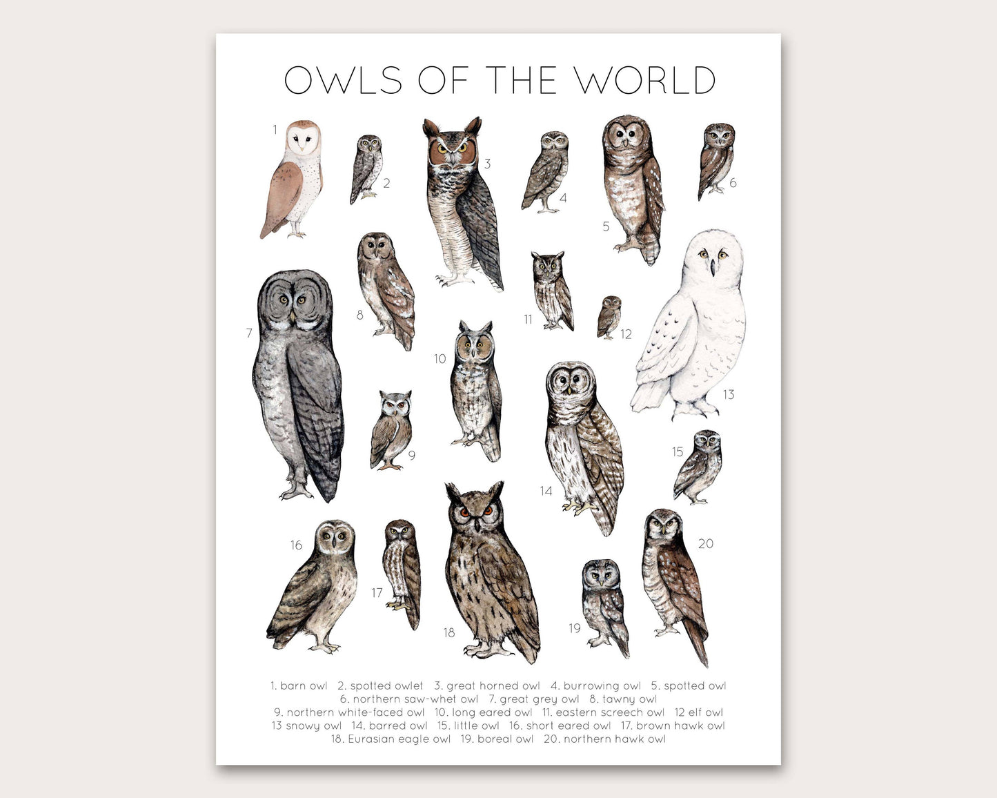 Owls of the World