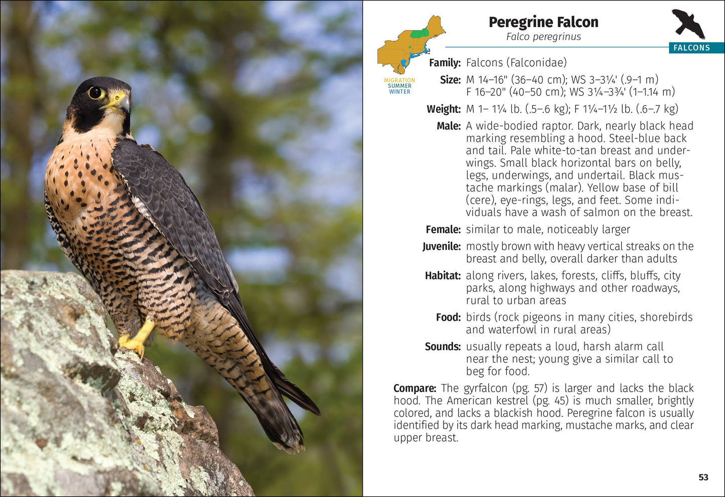 Birds of Prey of the Northeast Field Guide 2nd Edition