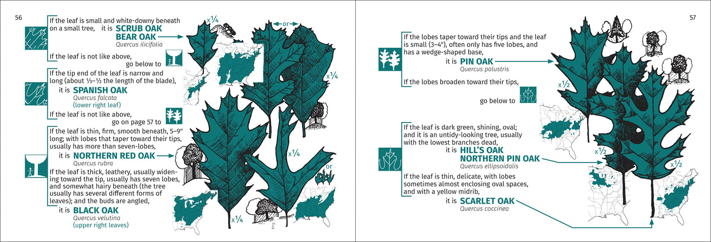 Tree Finder Eastern 3rd Edition