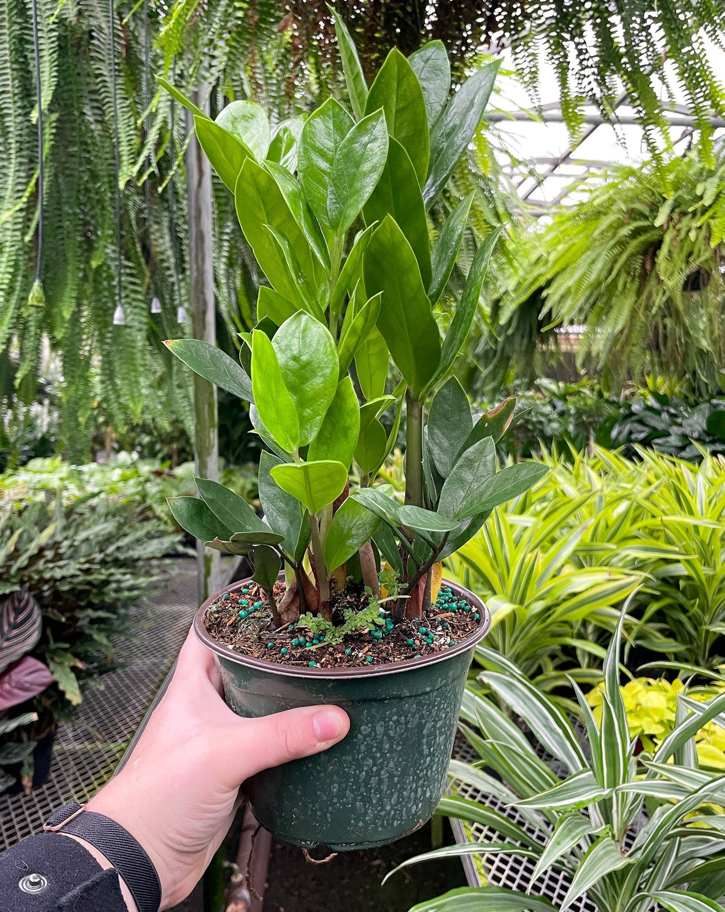 zz plant from seed ZZ Plant