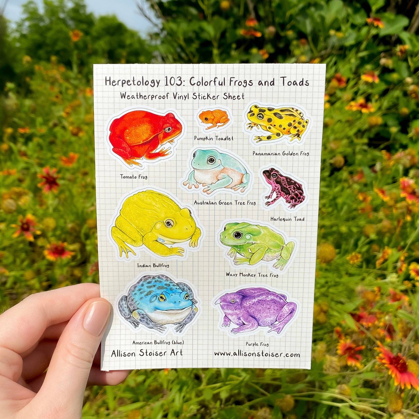 Herpetology 103: Colorful Frogs and Toads Weatherproof Vinyl Sticker Sheet