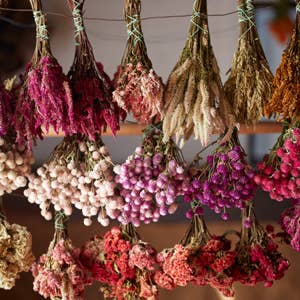 Designing with Dried Flowers by Hannah Muller (Hardcover)