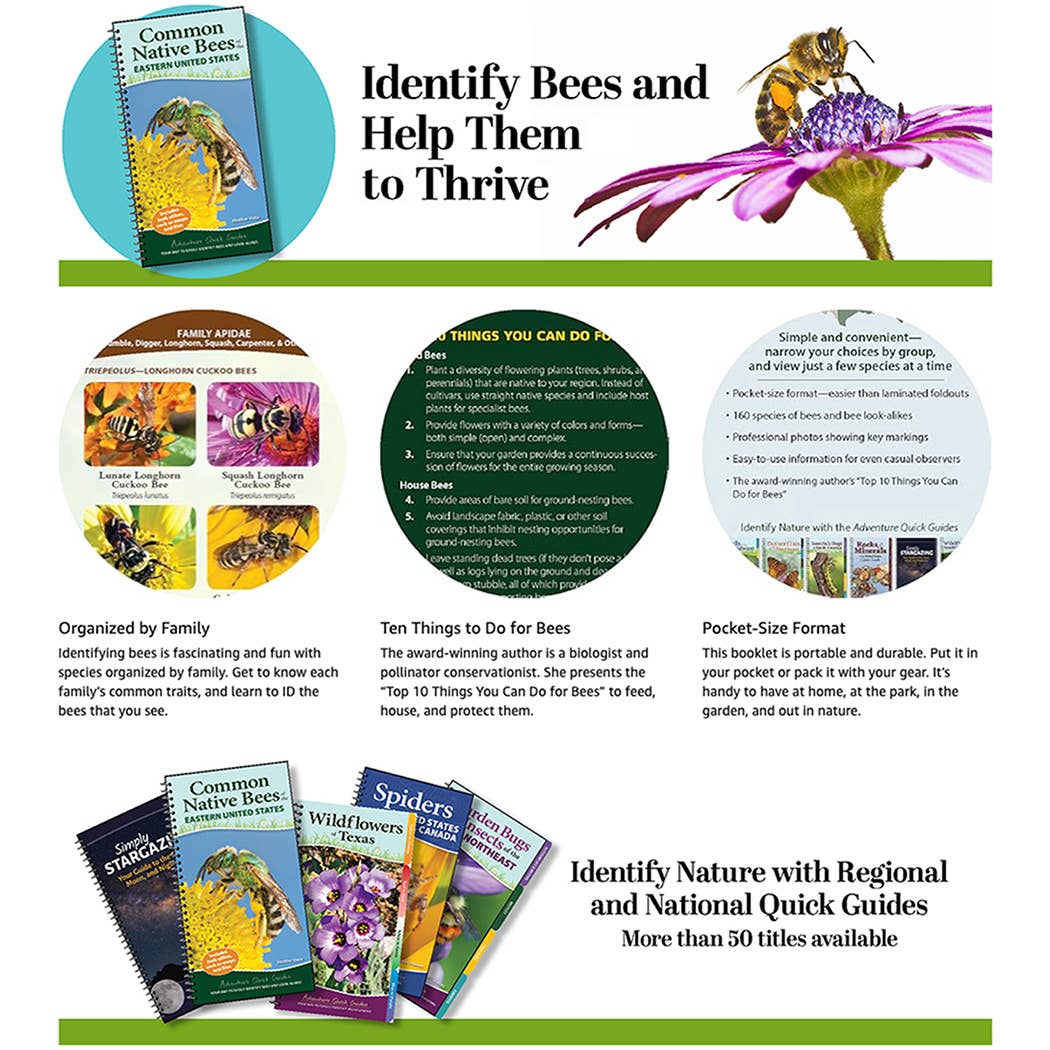 Common Native Bees of Eastern US Quick Guide