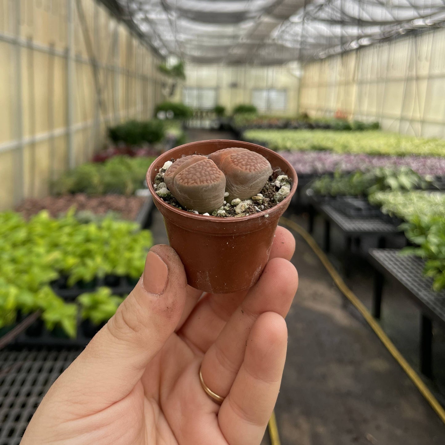 Lithops - Living Stone - 2" Live Plant - Assorted