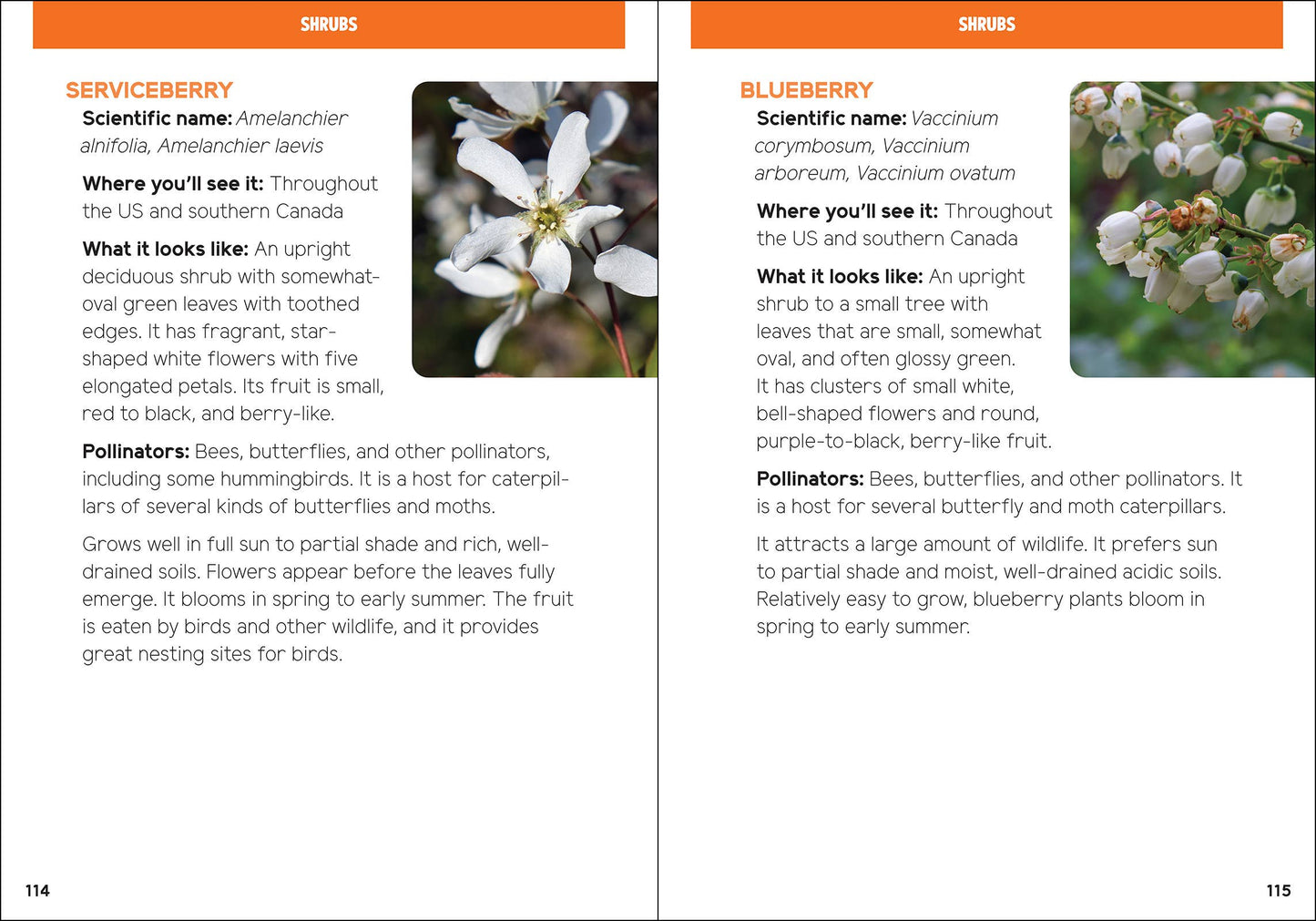 Pollinators & Native Plants for Kids
