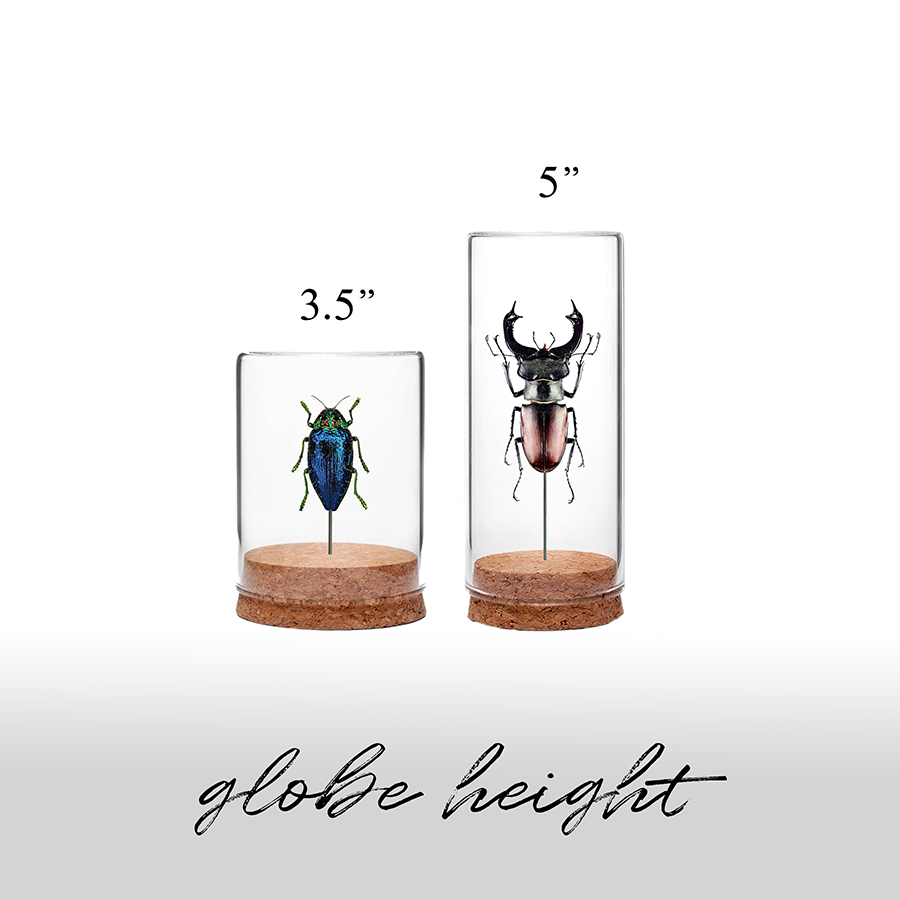 Copper Stag Beetle Globe