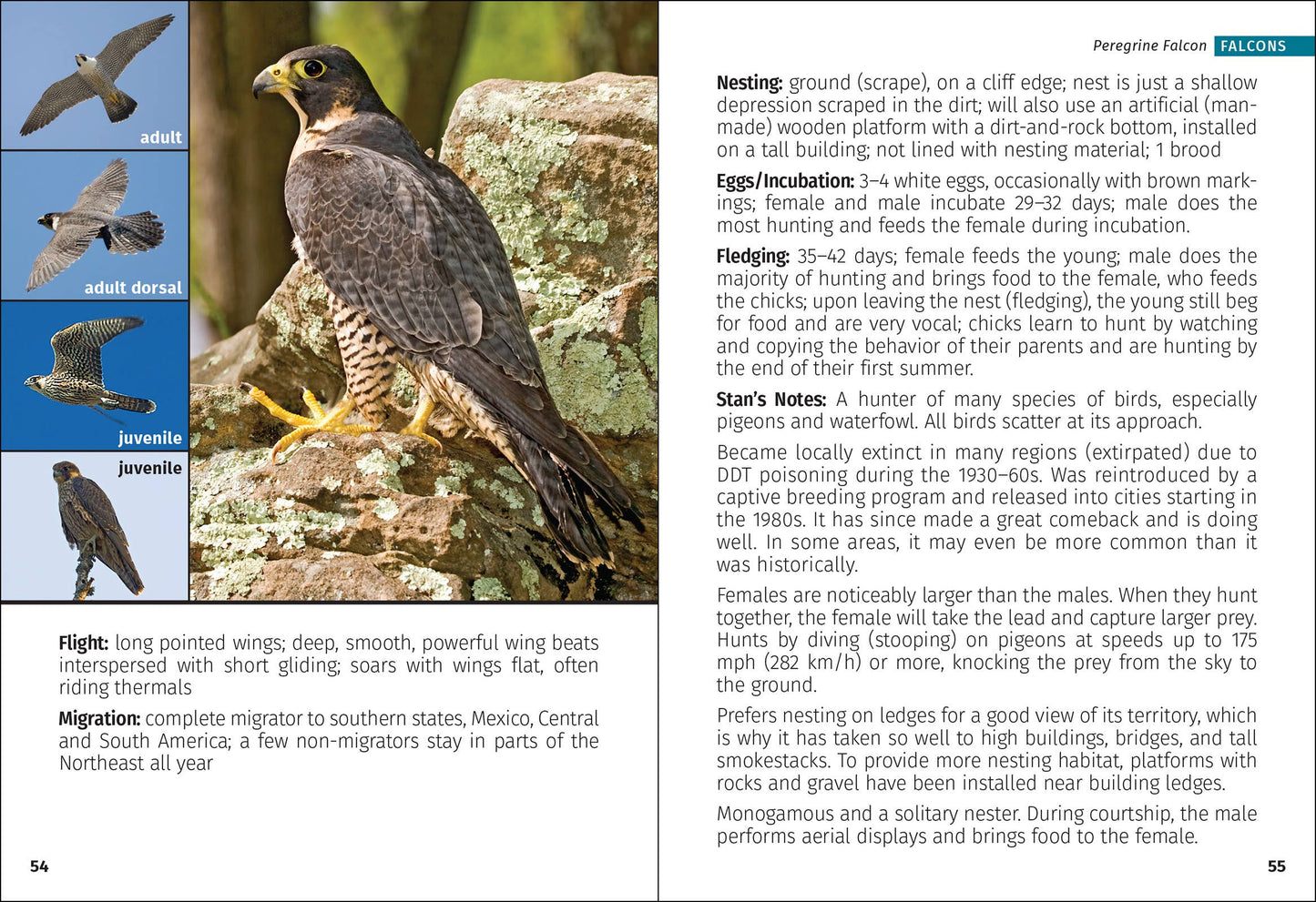 Birds of Prey of the Northeast Field Guide 2nd Edition