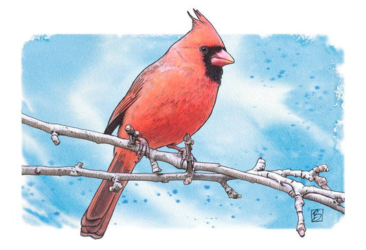 Cardinalis Cardinalis #49