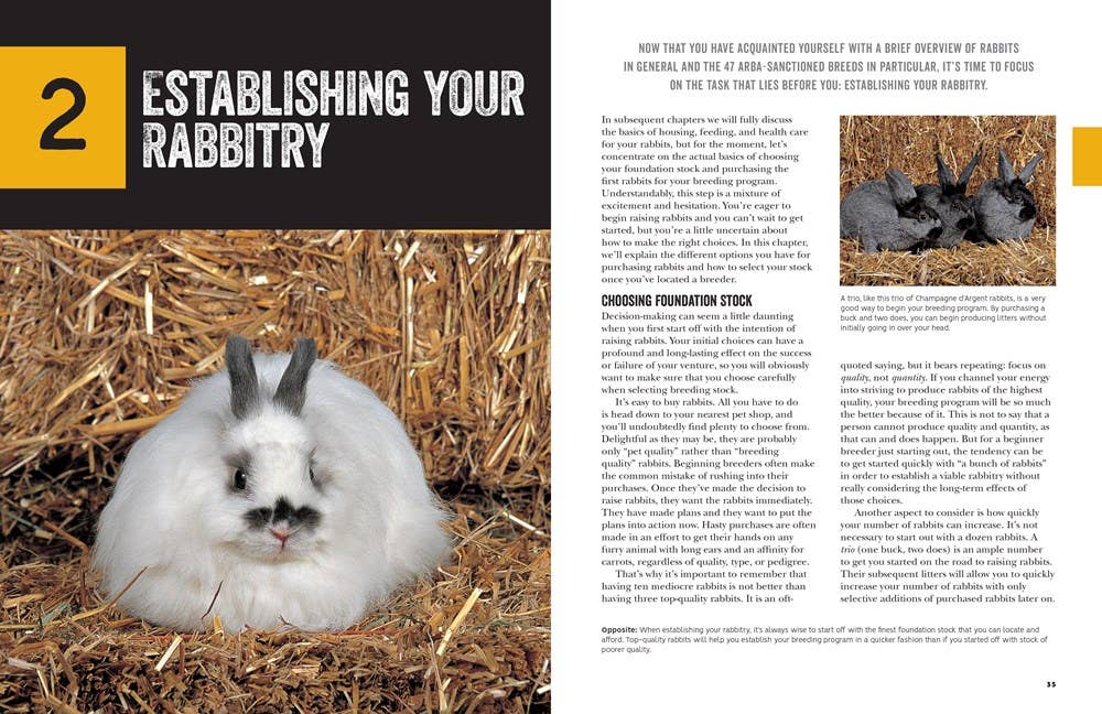 How To Raise Rabbits: Everything You Need to Know, Updated