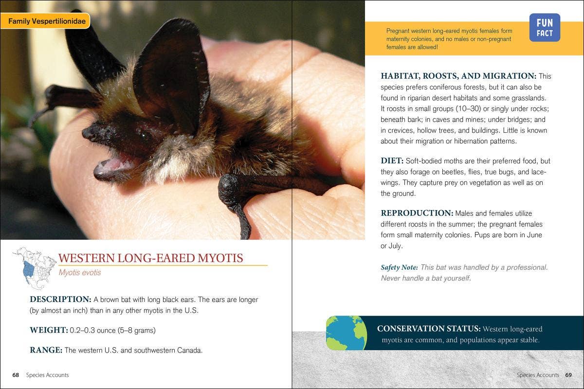 Bat Basics (Paperback)