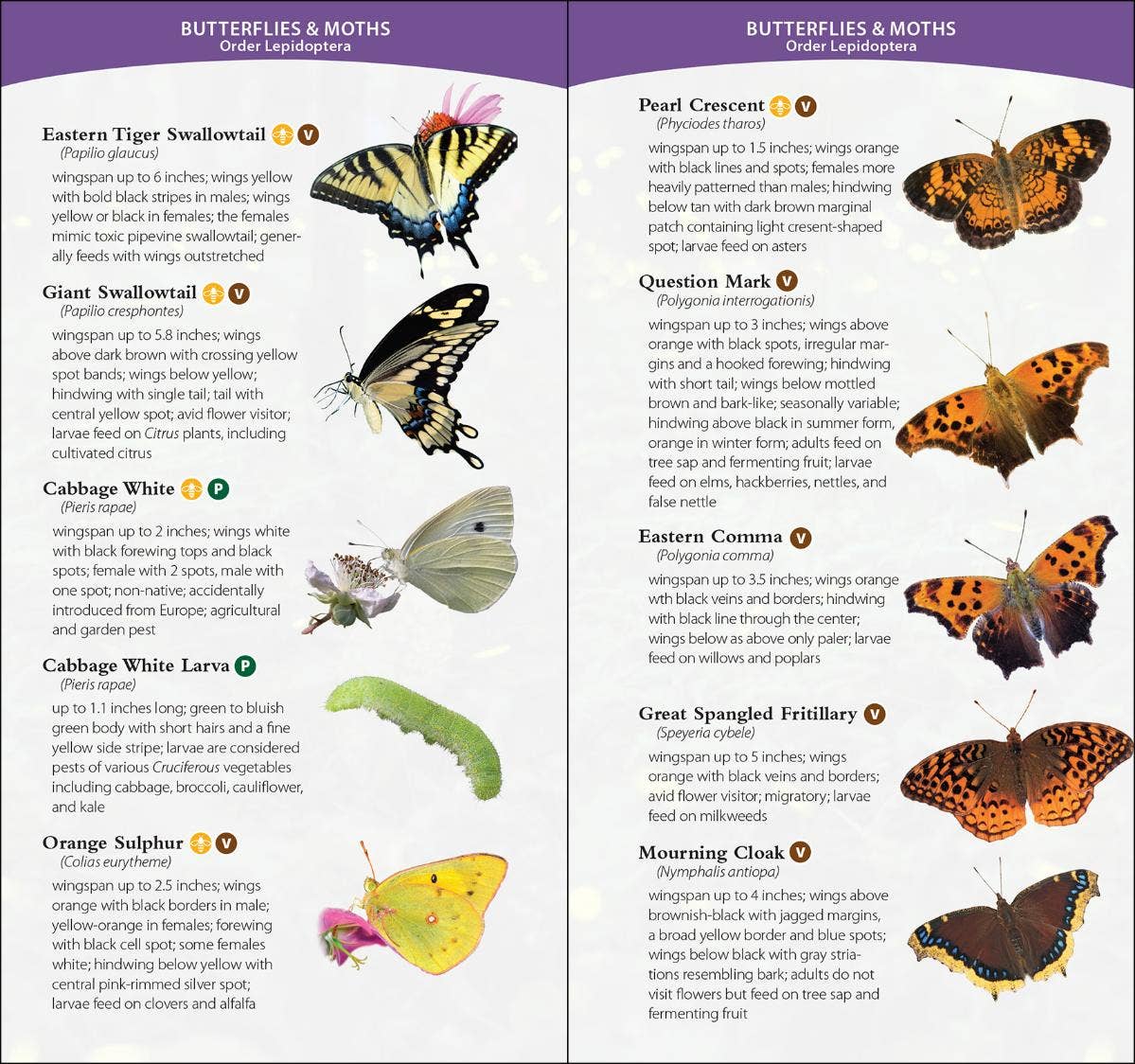 Garden Bugs & Insects of the Northeast