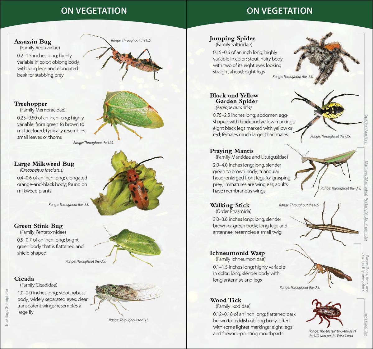 Insects & Bugs of North America Quick Guide