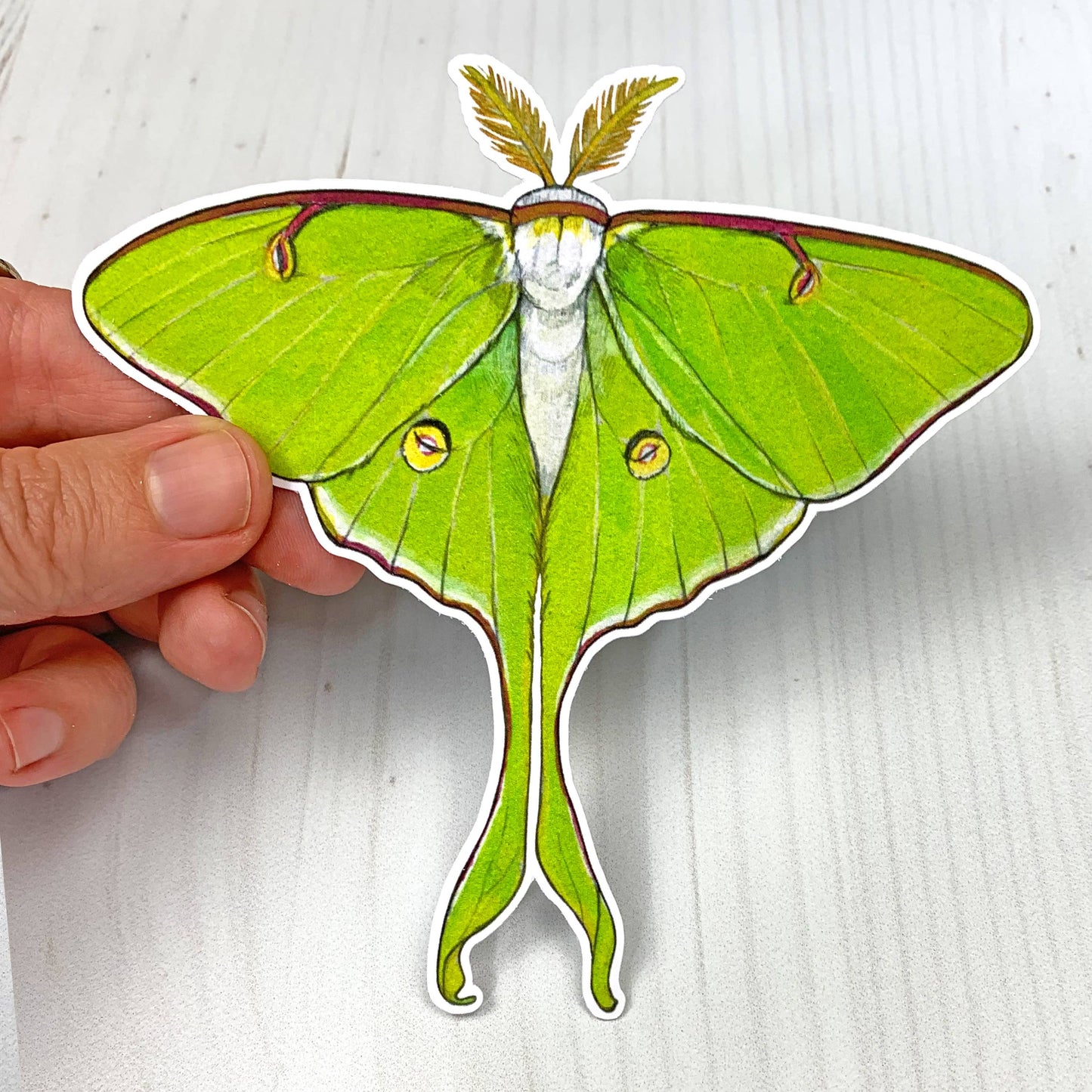 Luna Moth Matte Vinyl Sticker
