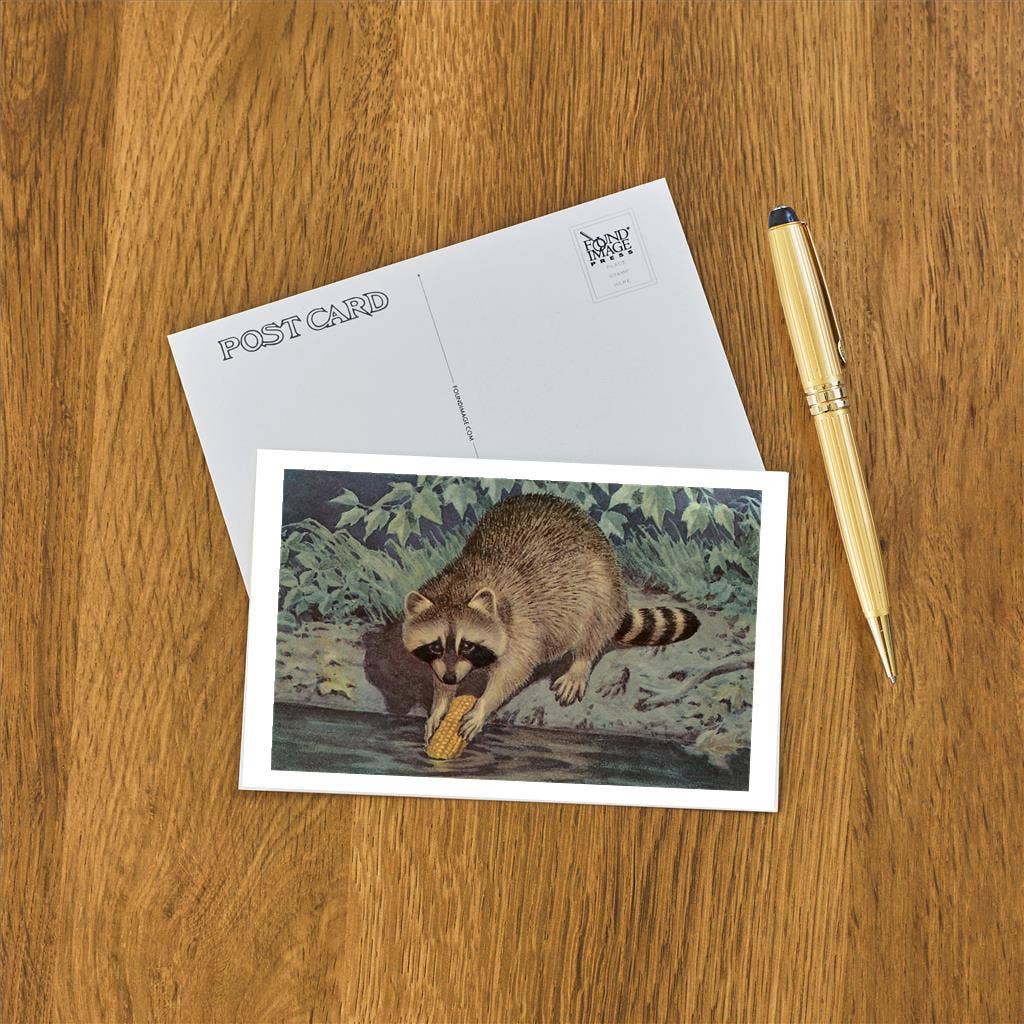 Postcard AN-227 Raccoon Washing Corn