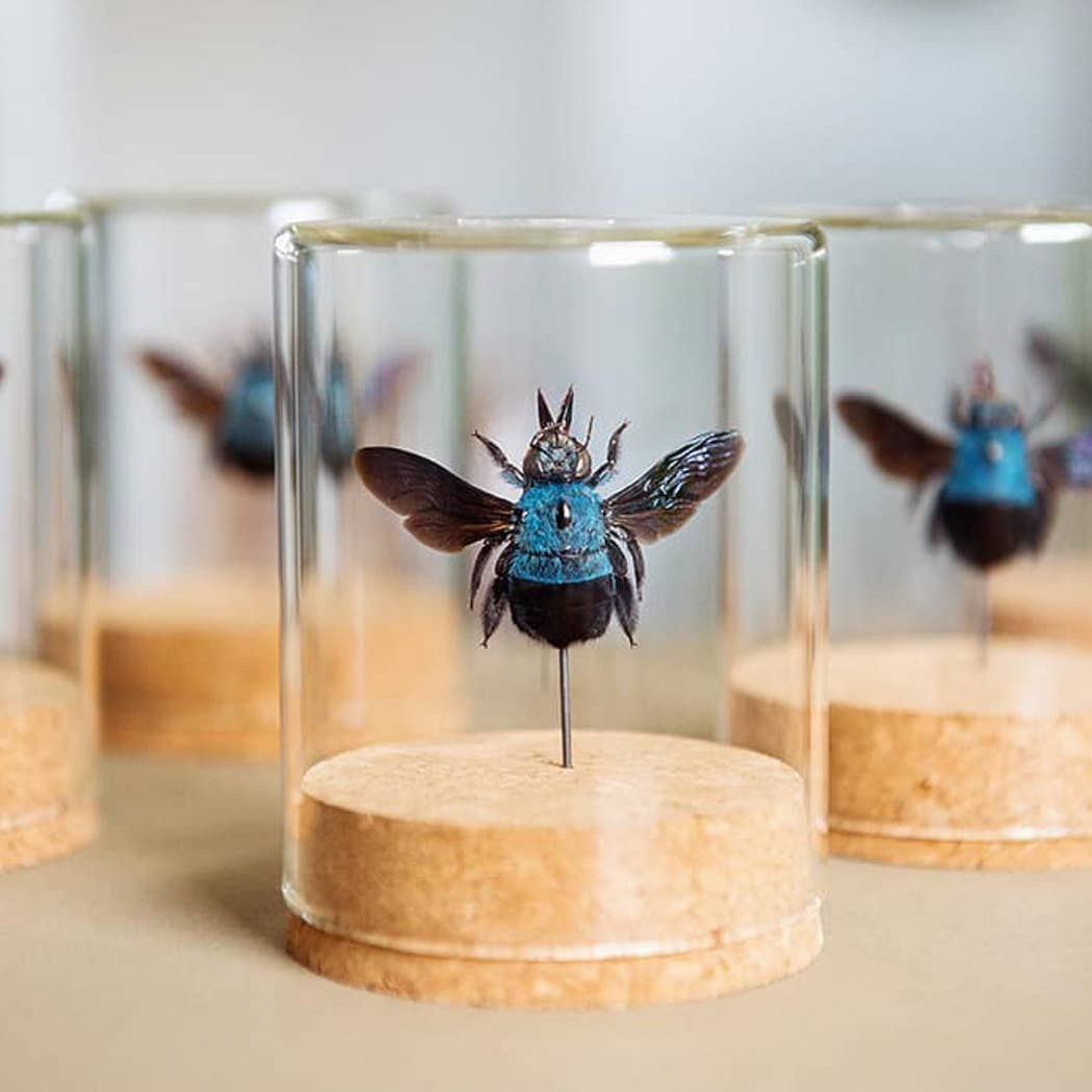 Shiny Blue Morpho Butterfly Globe