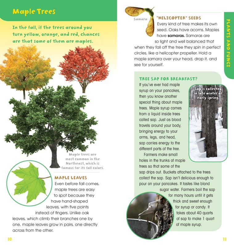 Walk in the Woods by Emily Laber-Warren