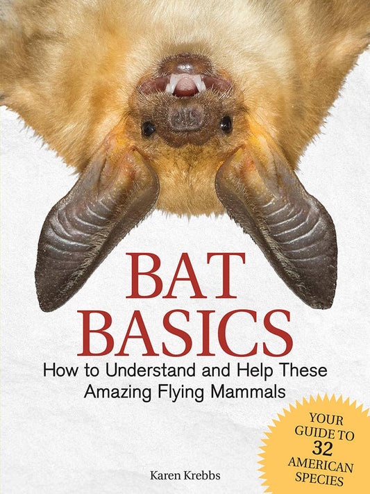 Bat Basics (Paperback)