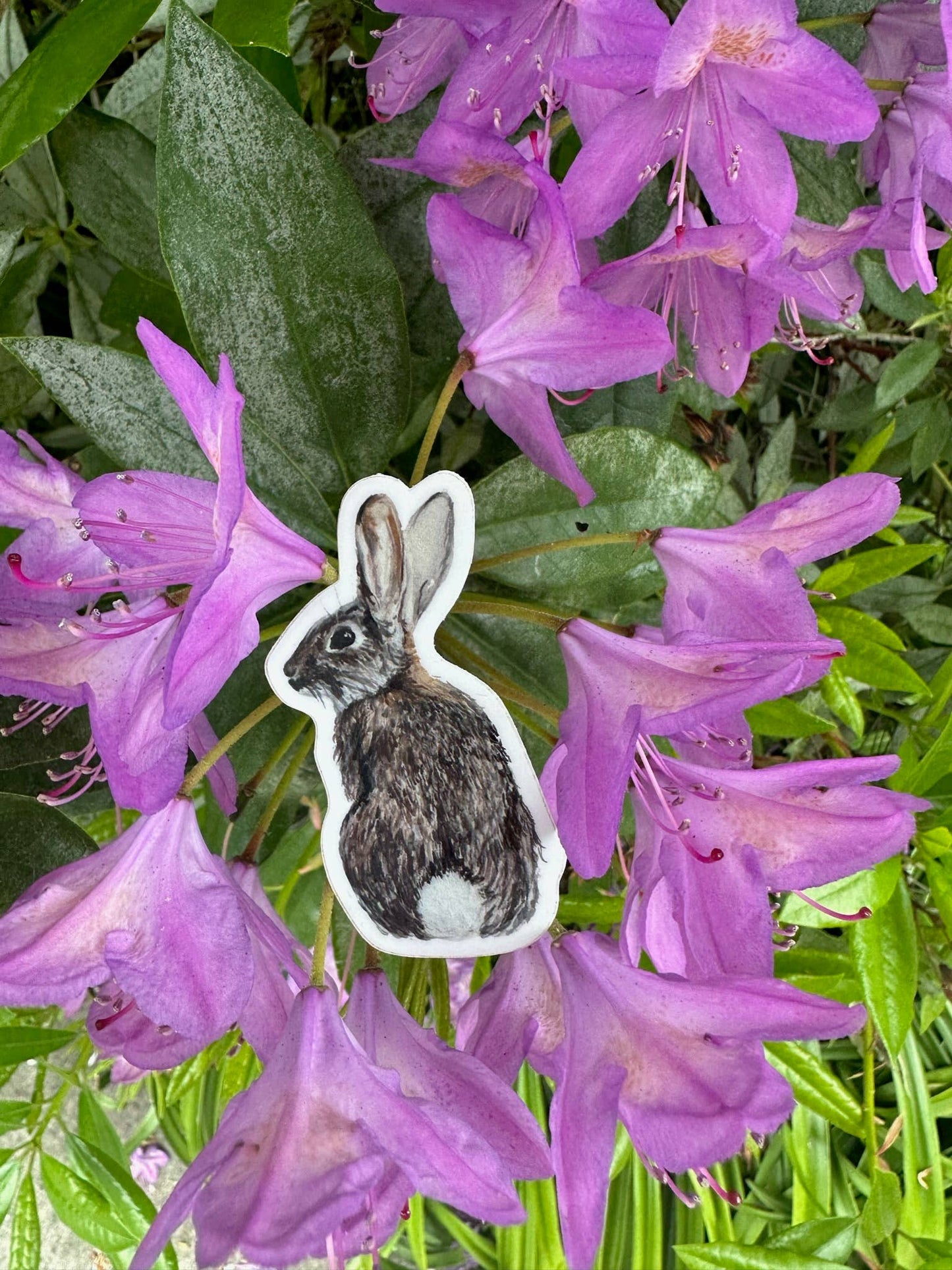 Cottontail Rabbit Sticker