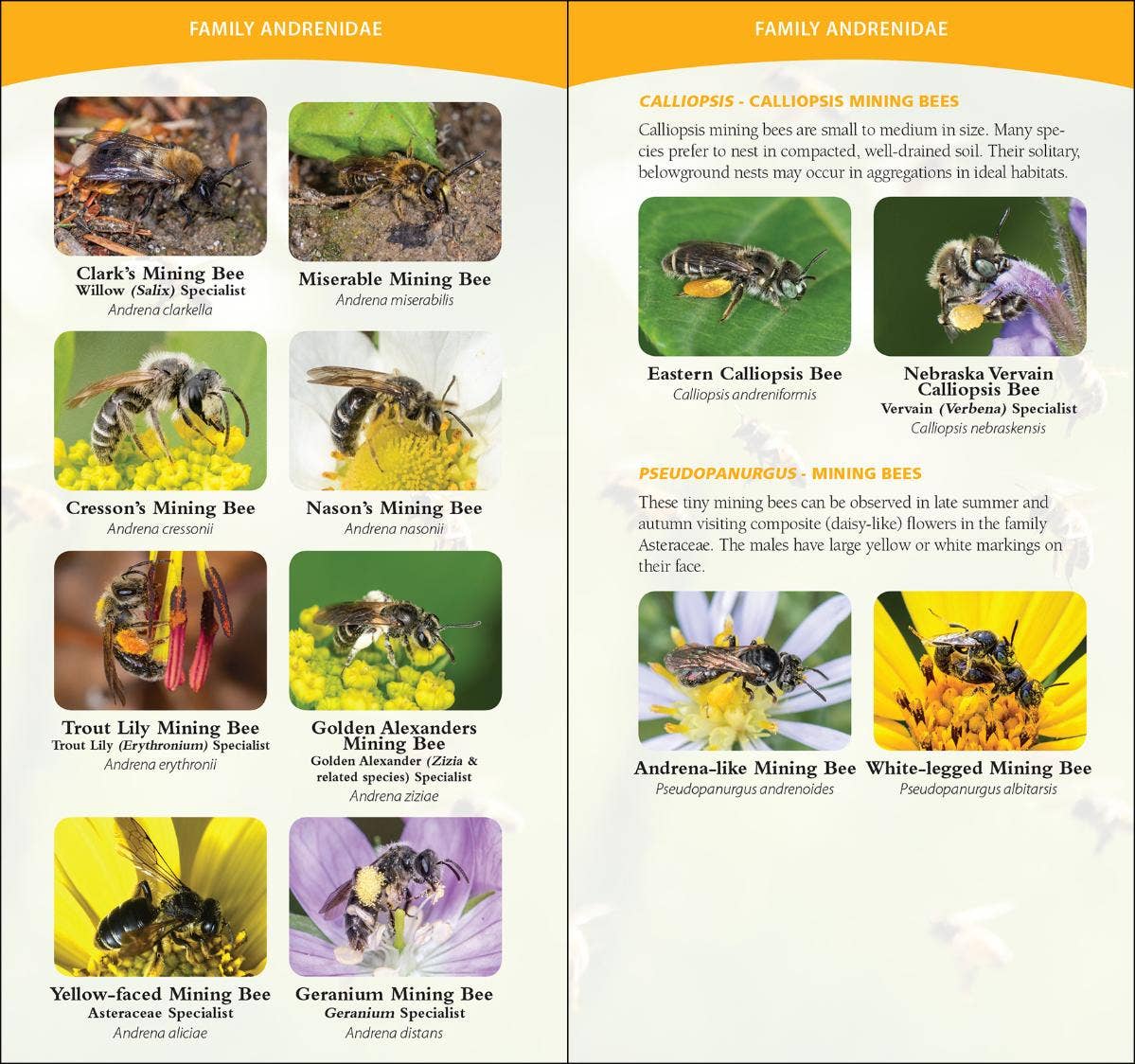 Common Native Bees of Eastern US Quick Guide