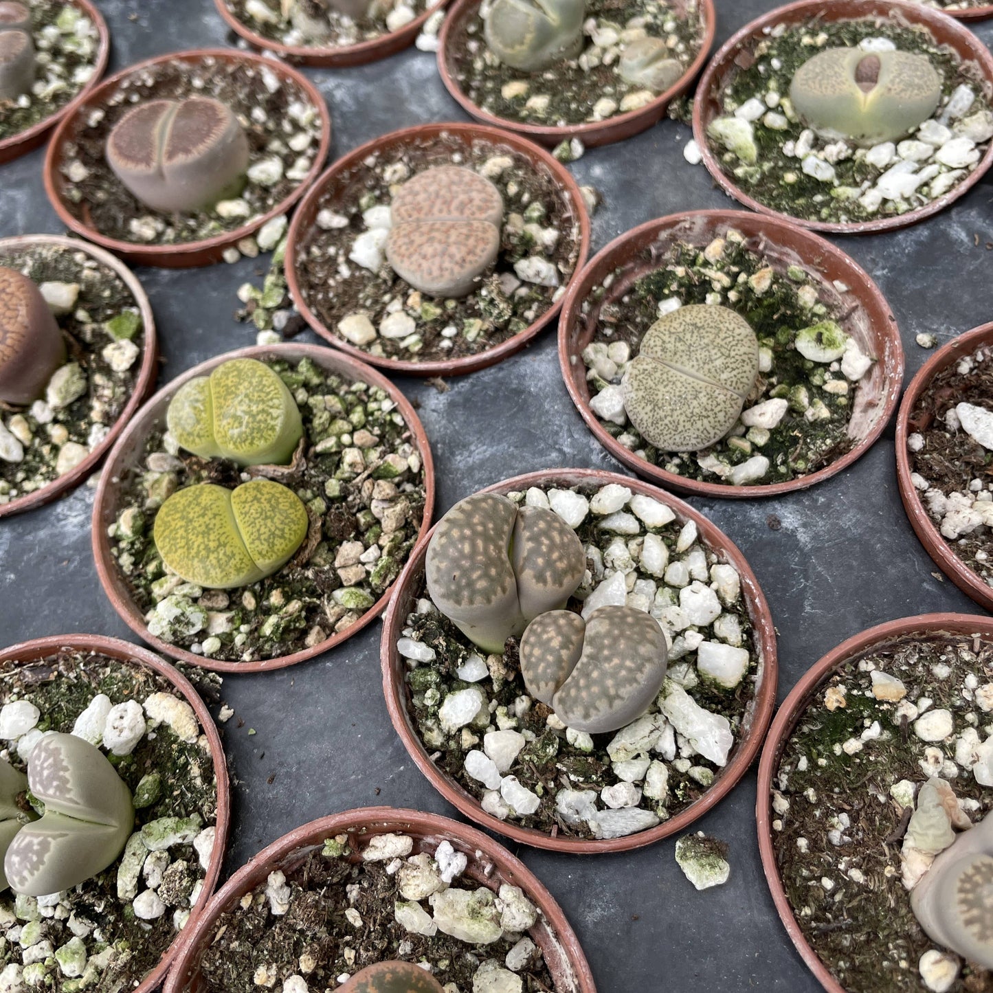 Lithops - Living Stone - 2" Live Plant - Assorted