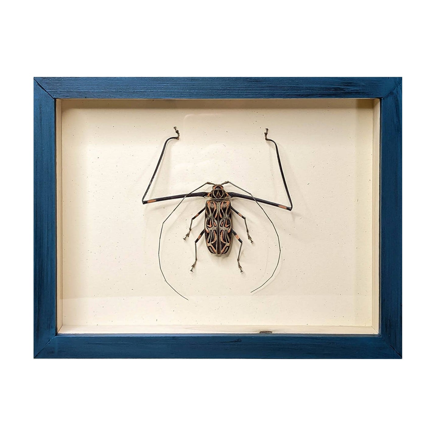 Longarm Beetle Shadowbox