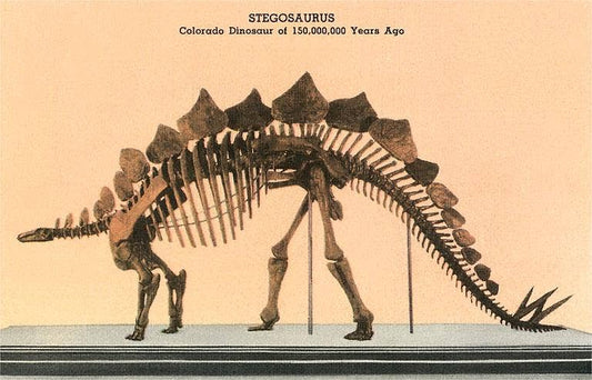 Greeting Card CO-353 Stegosaurus Skeleton