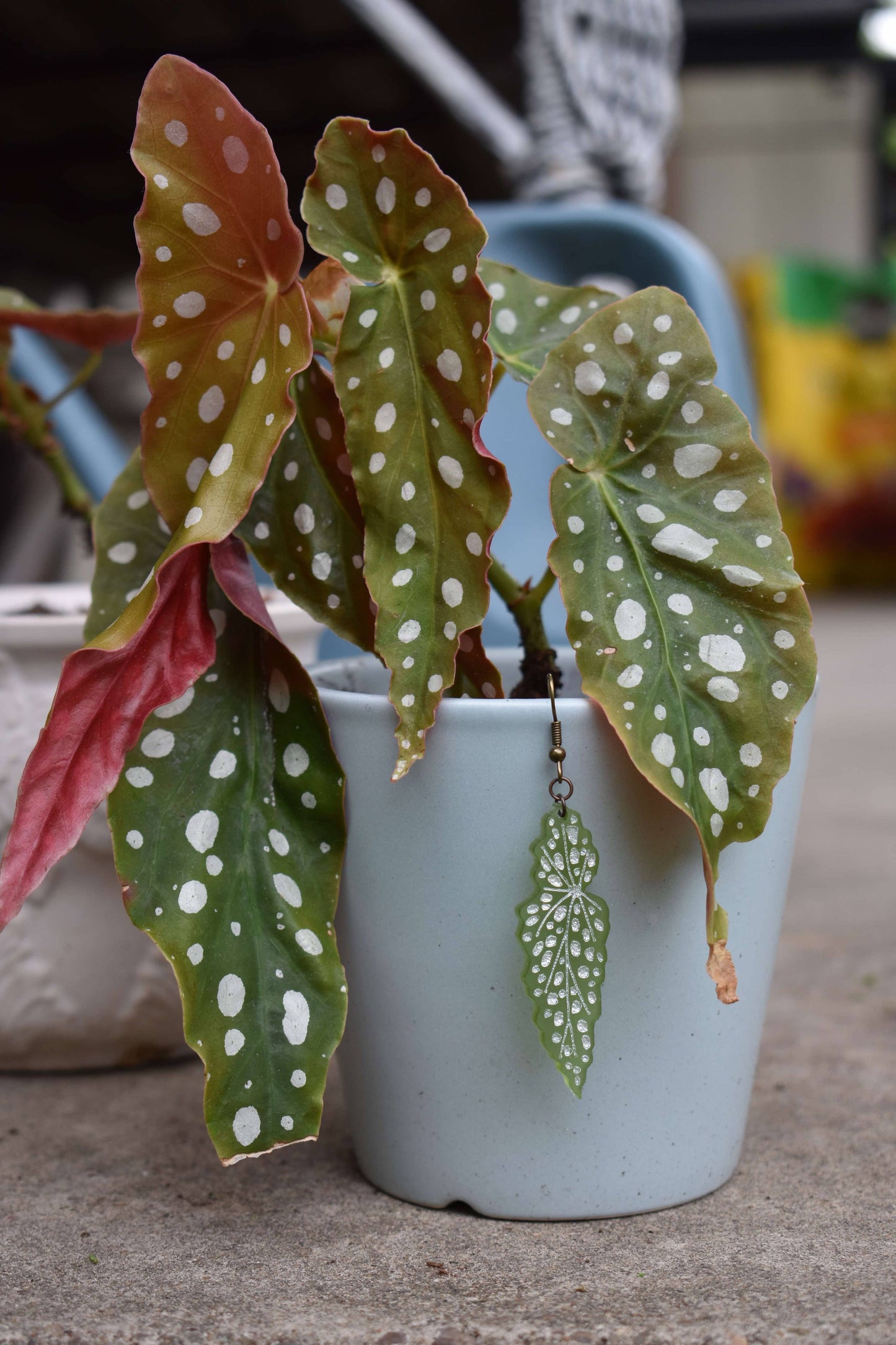 Polka Dot Begonia Earrings
