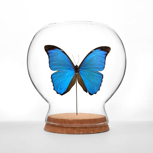 Menelaus Morpho Butterfly Globe