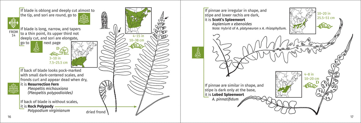 Fern Finder Eastern 3rd Edition