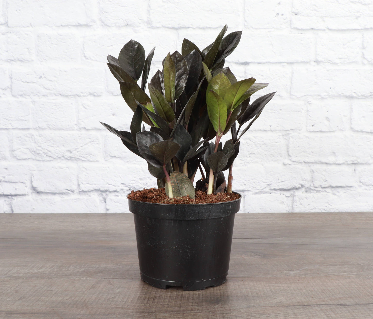 Black Raven ZZ Plant - 6" Live Plant