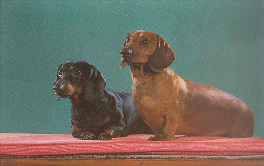 Postcard DG-205 Dachshunds