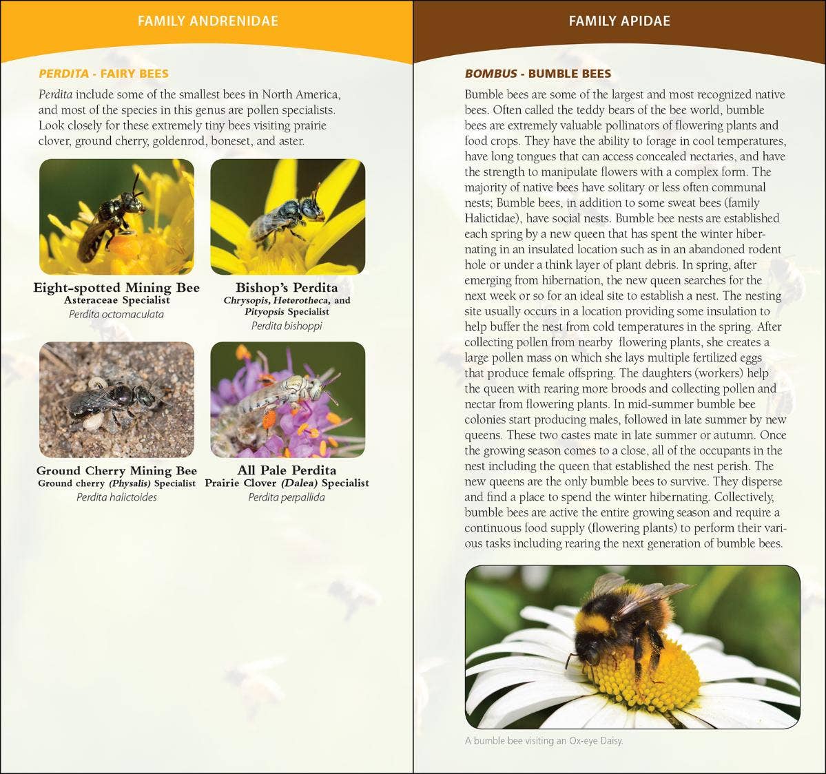 Common Native Bees of Eastern US Quick Guide