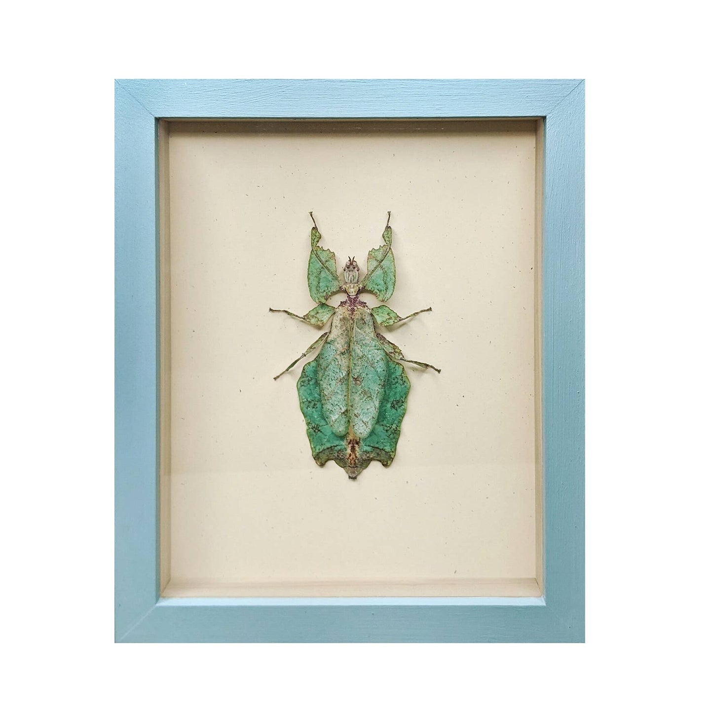 Giant Leaf Insect Shadowbox