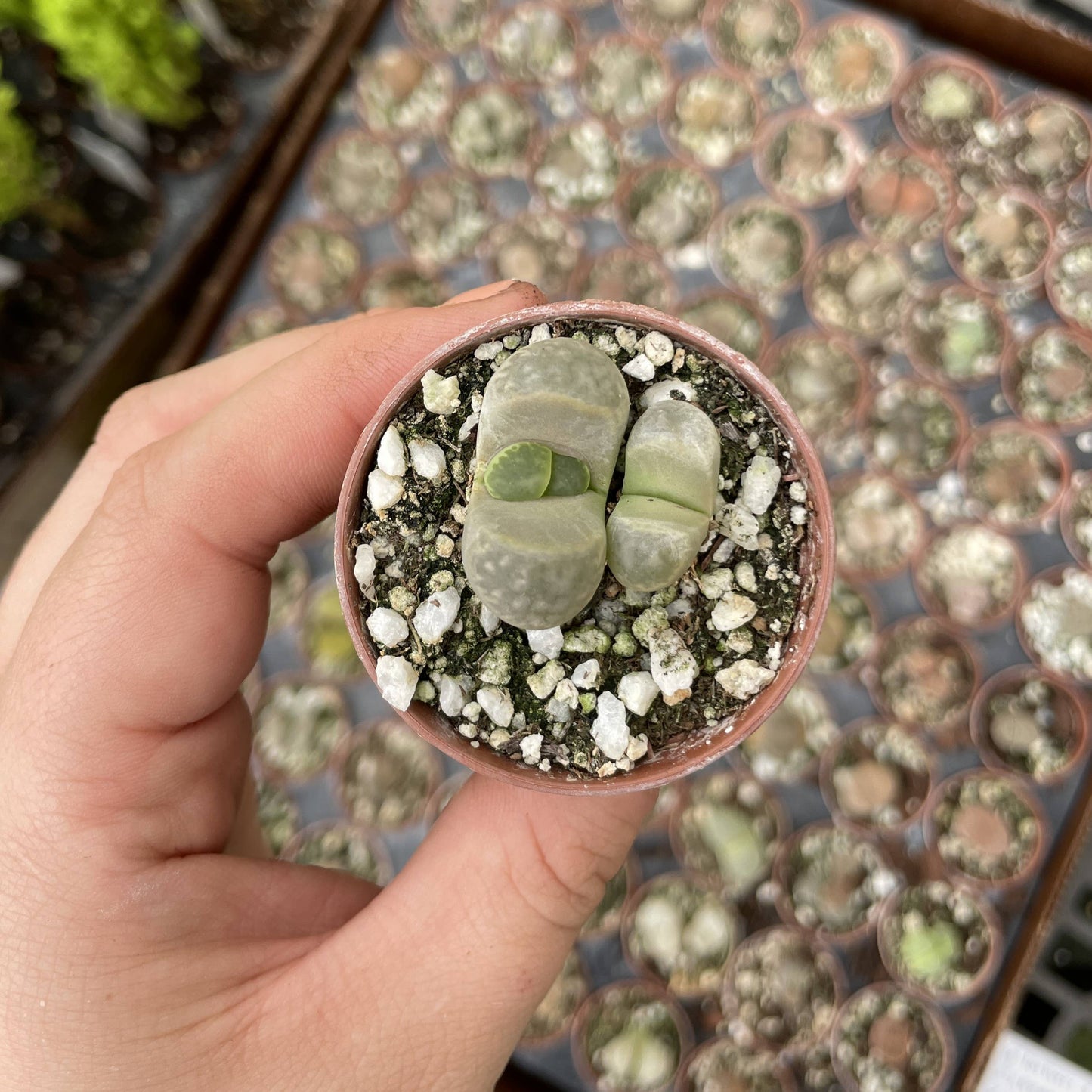 Lithops - Living Stone - 2" Live Plant - Assorted