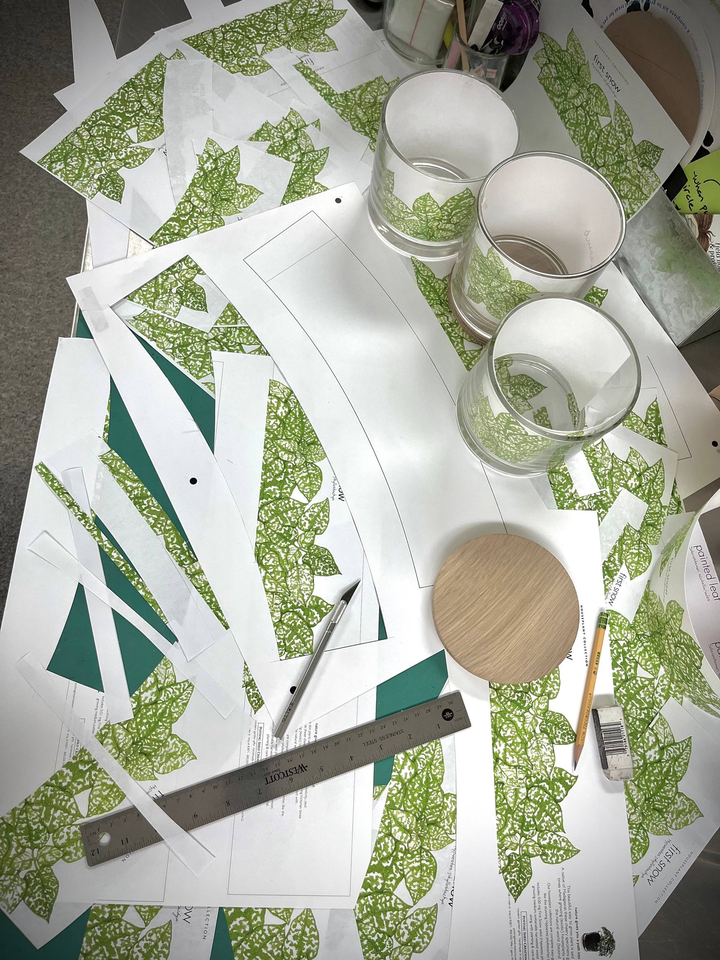 Houseplant Collection | First Snow