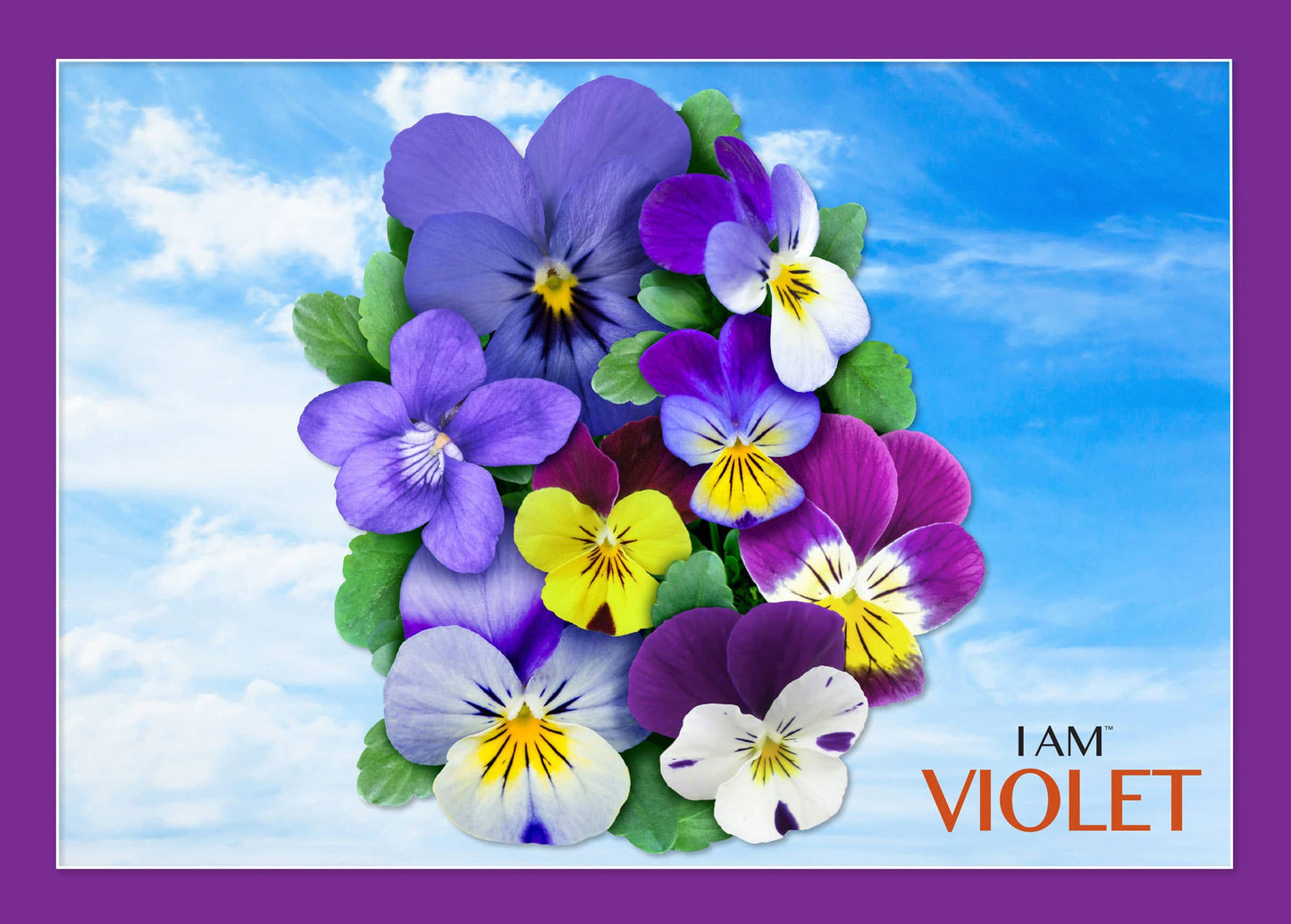 I AM VIOLET 350 piece jigsaw puzzle - gift