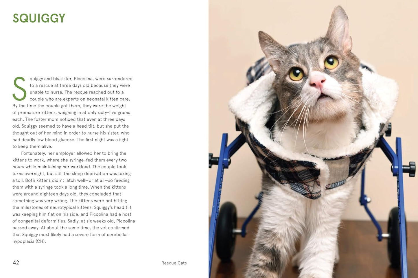 Rescue Cats: Portraits and Stories by Traer Scott (Hardcover)