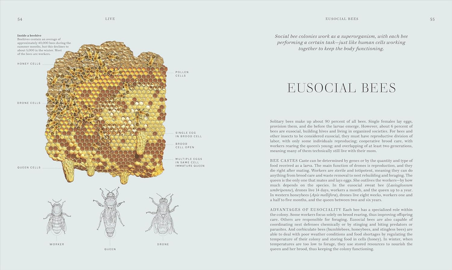Insects: Discover the Science and Secrets Behind the World of Insects (Hardcover)