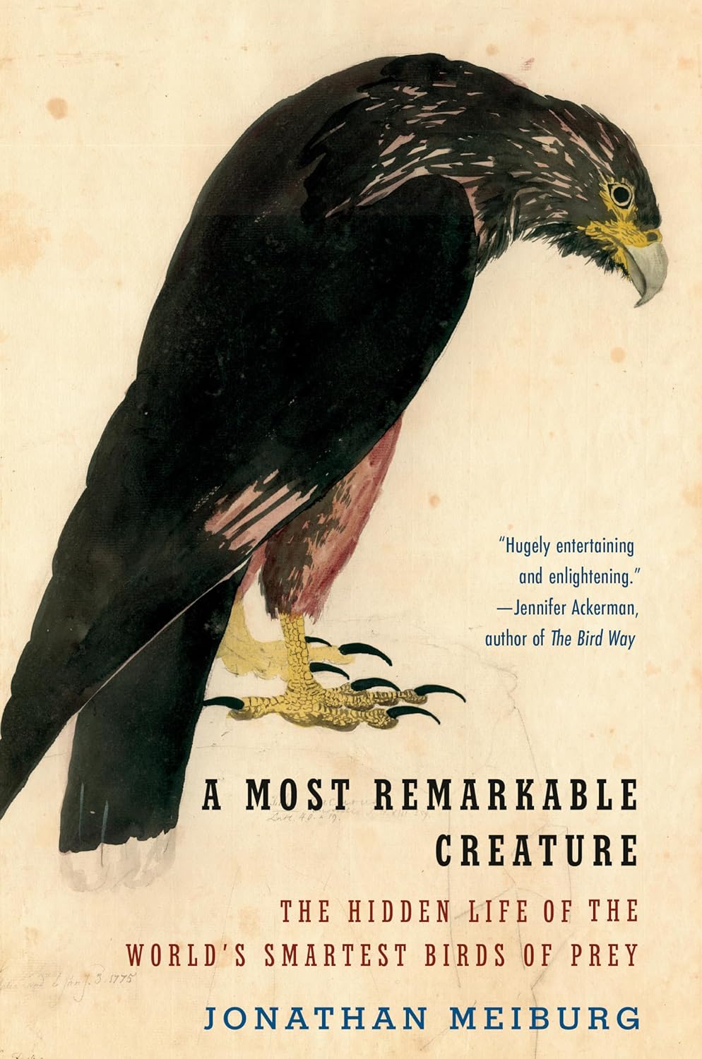 A Most Remarkable Creature: The Hidden Life of the World's Smartest Birds of Prey by Jonathan Meiburg