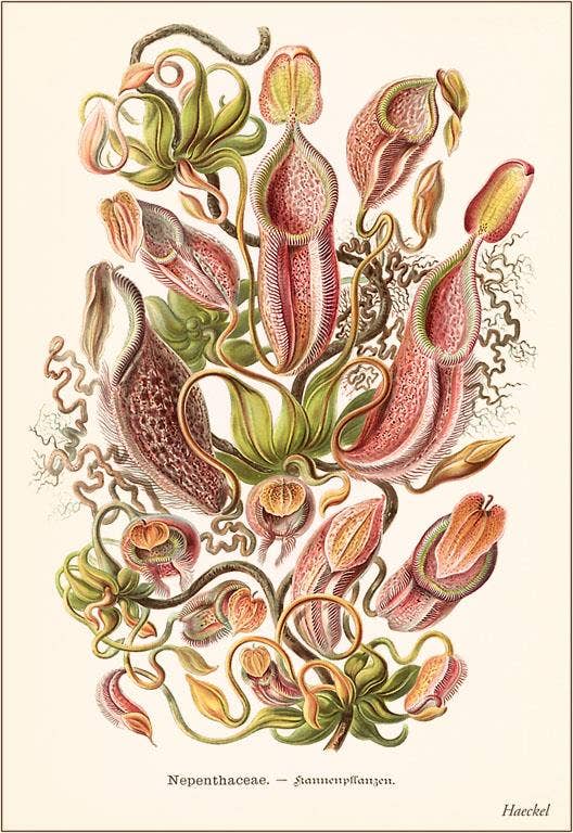 Postcard SE-106 Carnivorous Plants