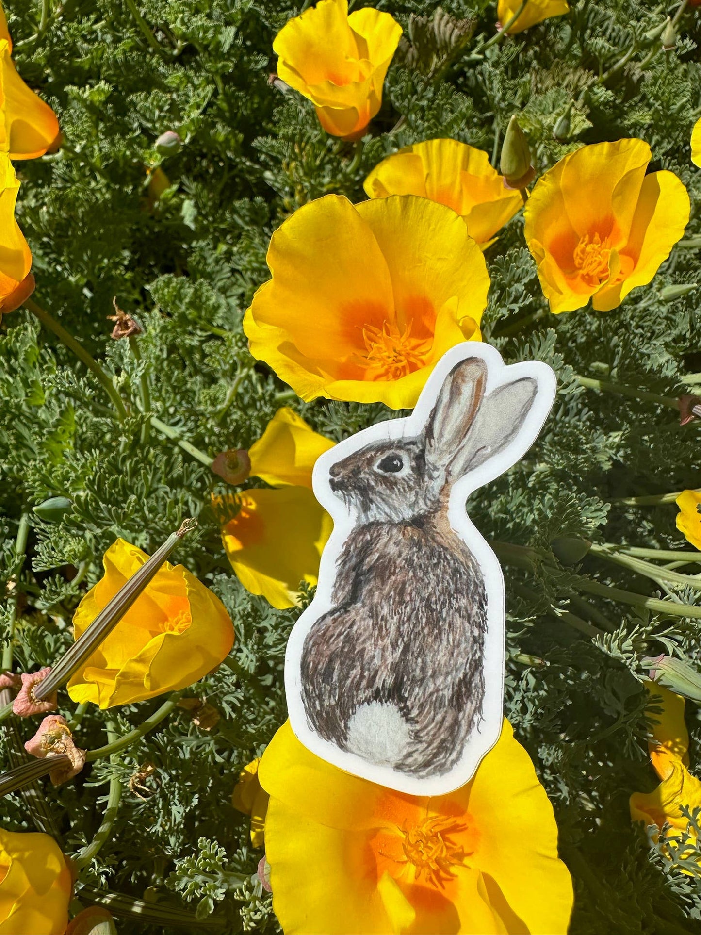 Cottontail Rabbit Sticker