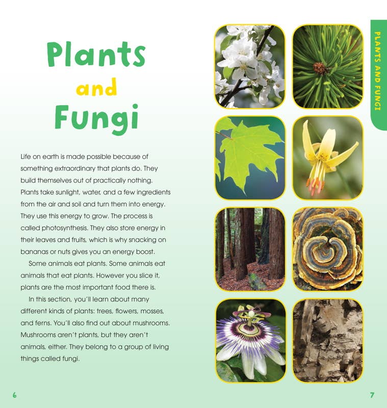 Walk in the Woods by Emily Laber-Warren