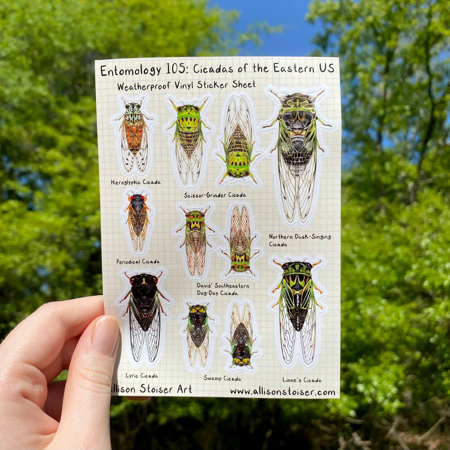 Entomology 105 Cicadas of the Eastern US Vinyl Sticker Sheet