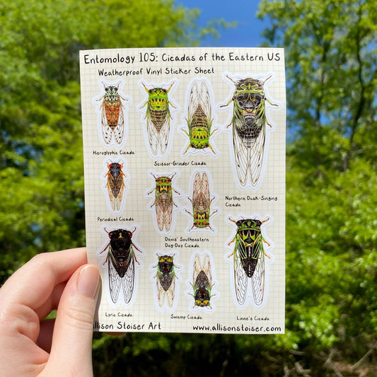 Entomology 105 Cicadas of the Eastern US Vinyl Sticker Sheet