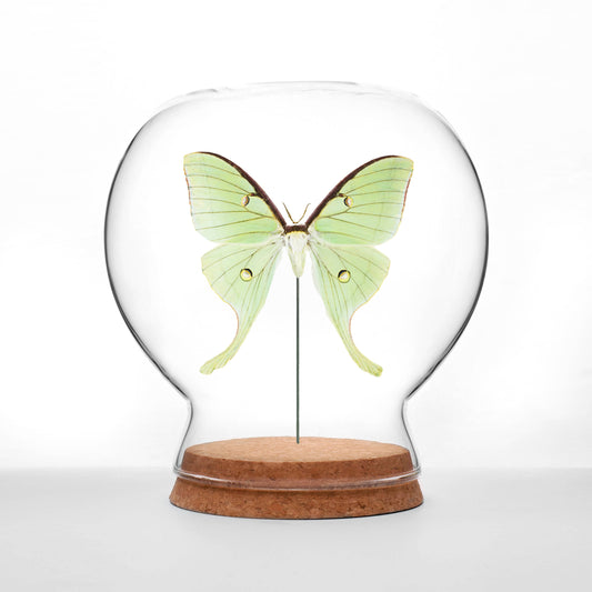 Luna Moth Globe