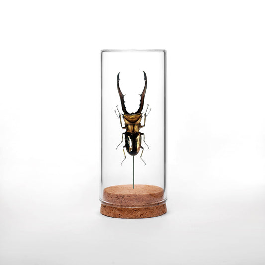 Copper Stag Beetle Globe