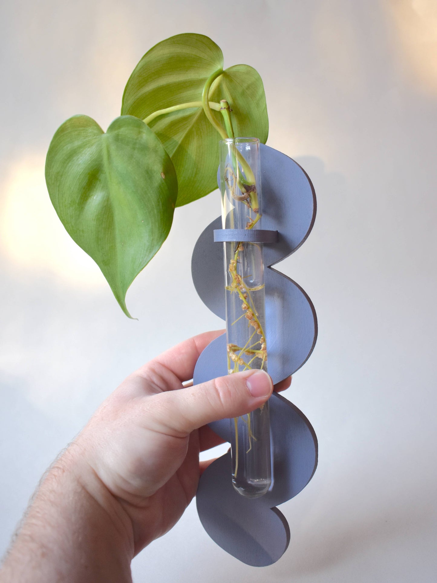 Wiggle Plant Propagator - Wall Hanging