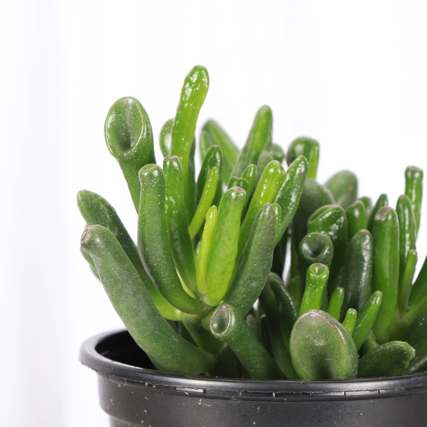 Ogre Ears Jade Plant