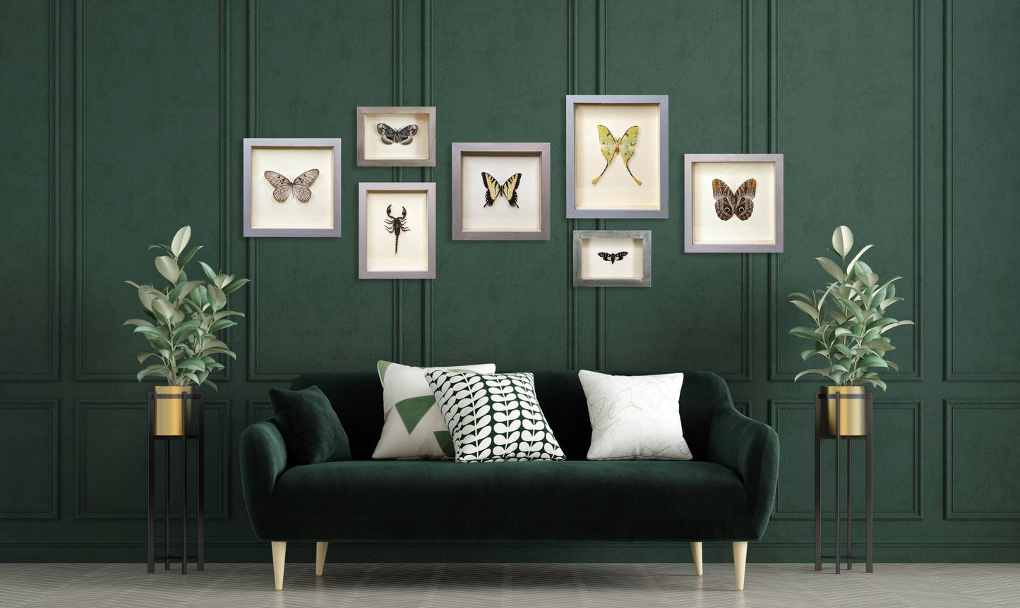 Giant Leaf Insect Shadowbox